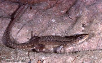 Media type: image;   Herpetology R-154122 Description: Photo of animal in life, taken in the field by Dr. Kenneth Ichiro Miyata. A slide of the photo was scanned in 2012 by Melissa Wooley.;  Aspect: lateral